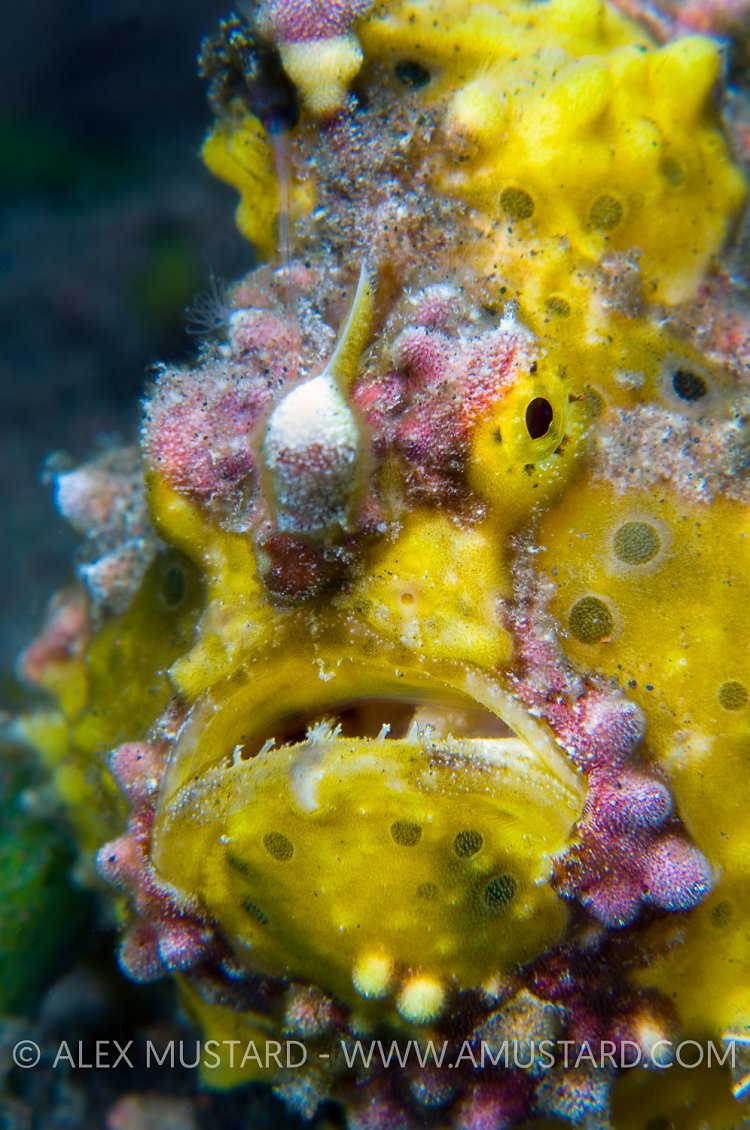 Frogfish Face. Indonesia