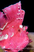 Leaf SCorpionfish. Indonesia