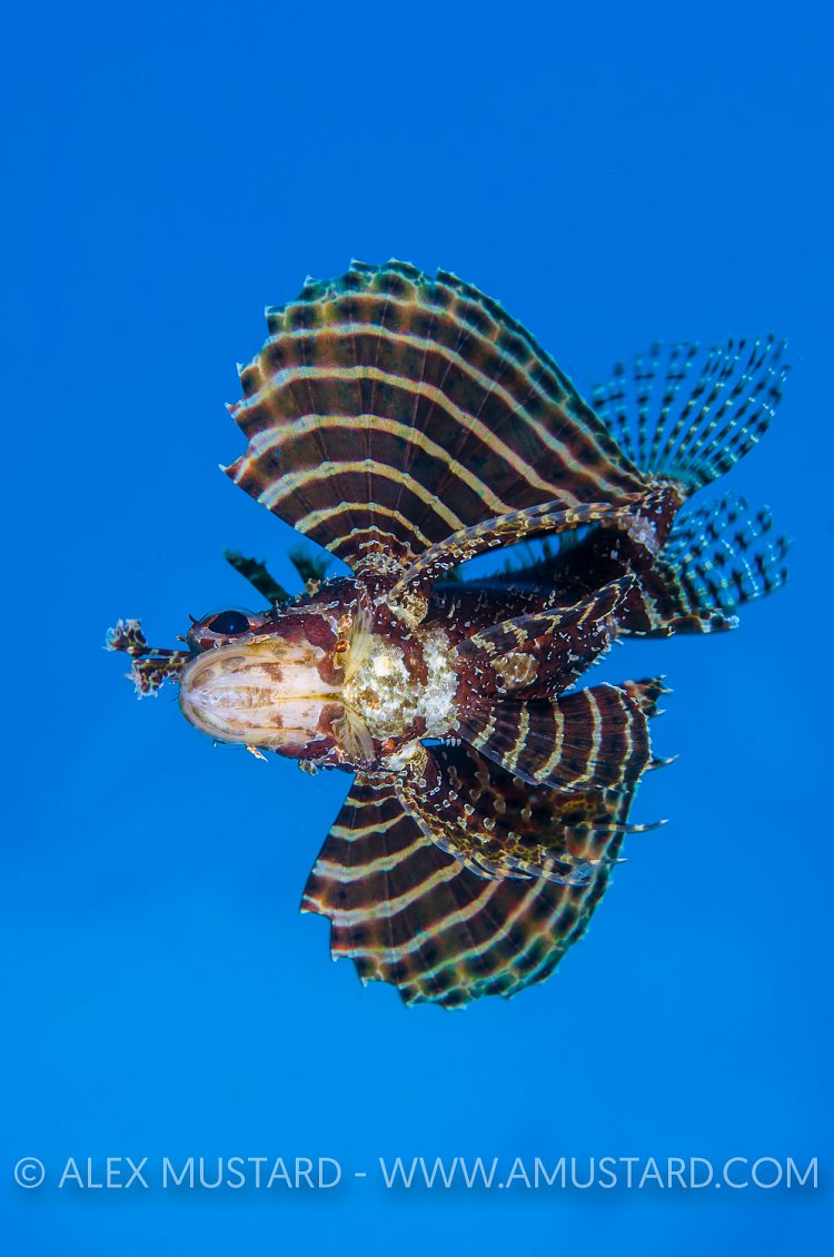 Lionfish In The Sky Without Diamonds. Indonesia