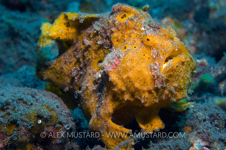 Painted Frogfish. Indonesia.