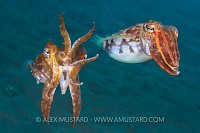 Needle Cuttlefish Warning. Indonesia