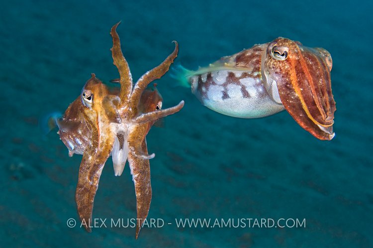 Needle Cuttlefish Warning. Indonesia