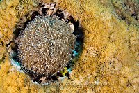 Coral Wars. Indonesia