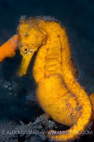 Pregnant male seahorse. Bali, Indonesia.