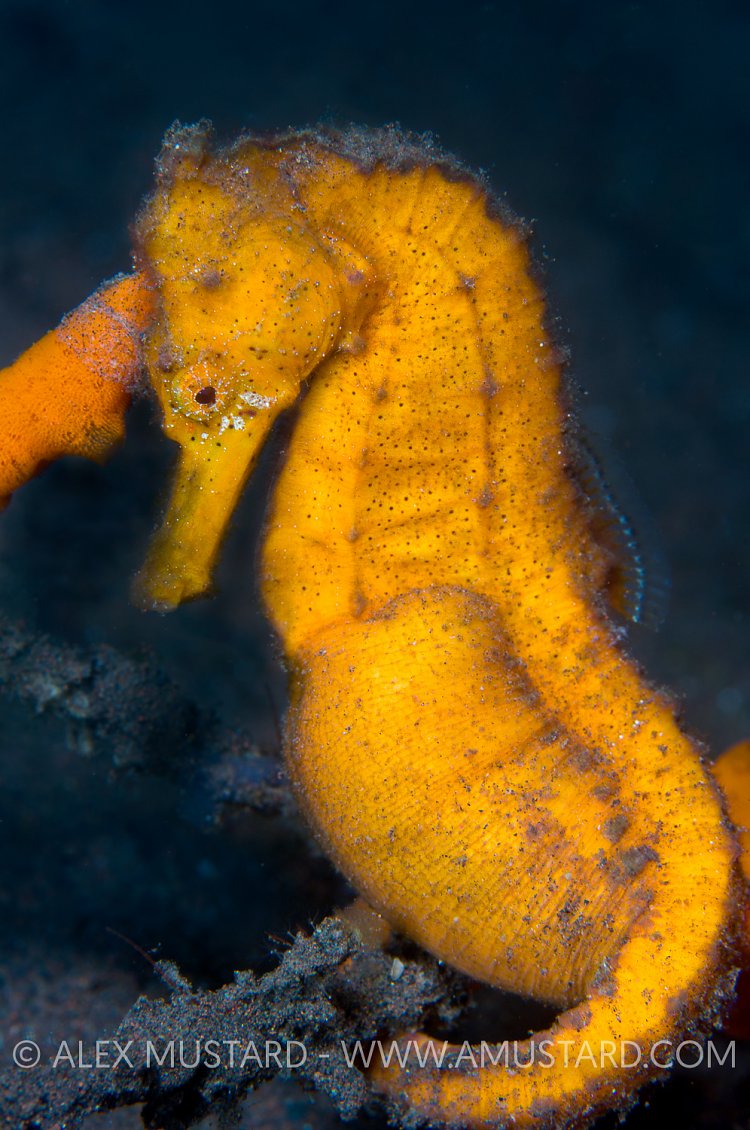 Pregnant male seahorse. Bali, Indonesia.