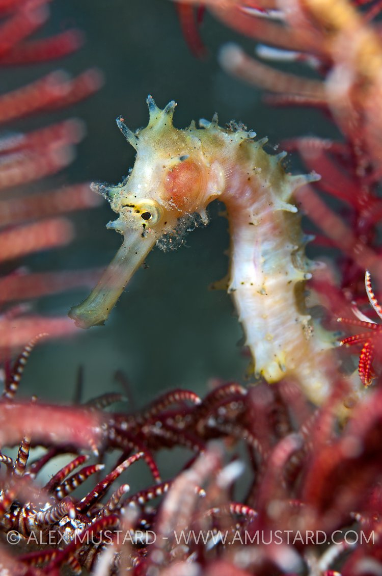 Thorny seahorse in crinoid. Indonesia