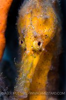 Seahorse Portrait. Indonesia.