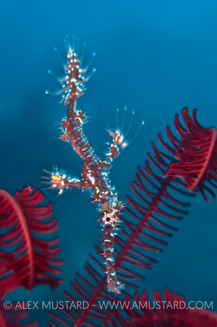 Young ornate ghost pipefish. Indonesia