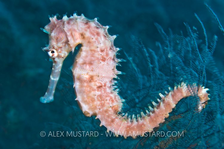 Thorny seahorse. Indonesia.