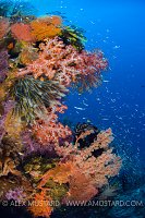 Thriving Reefs. Bali, Indonesia.