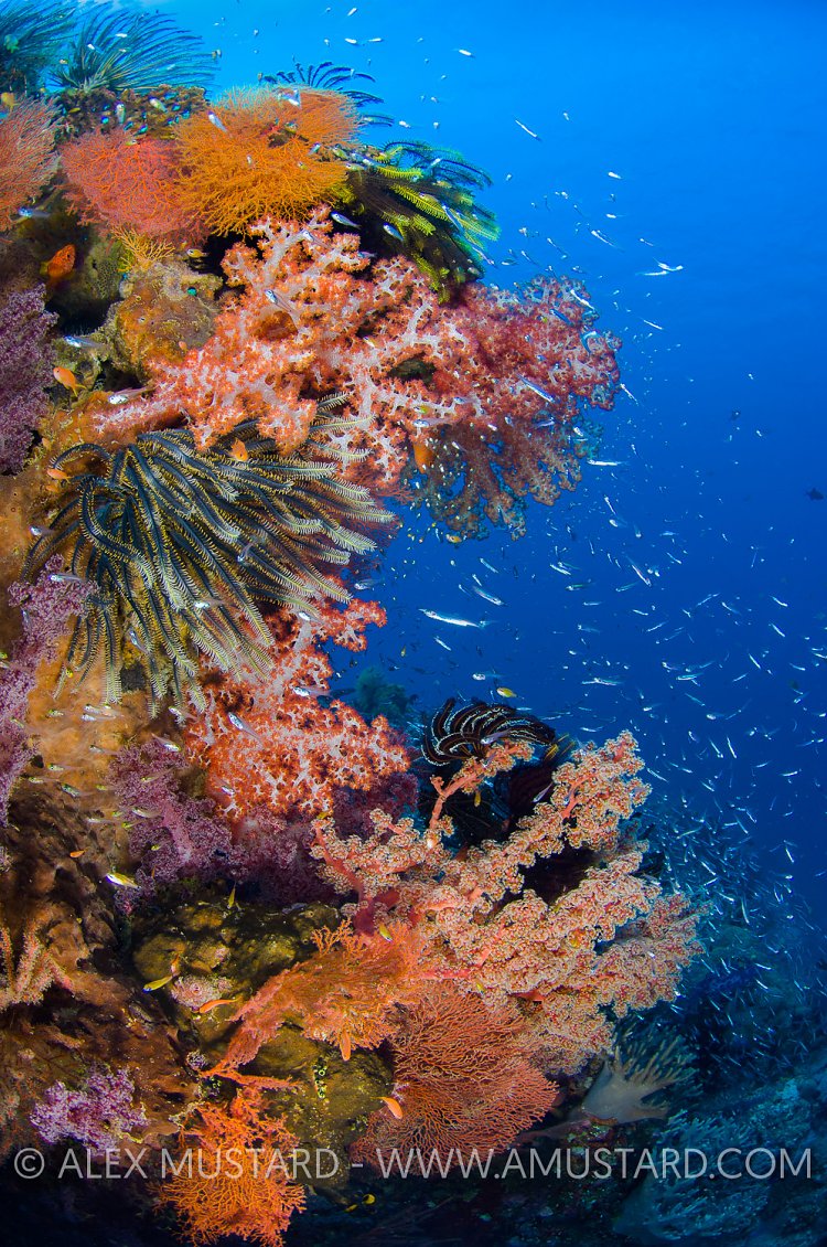 Thriving Reefs. Bali, Indonesia.