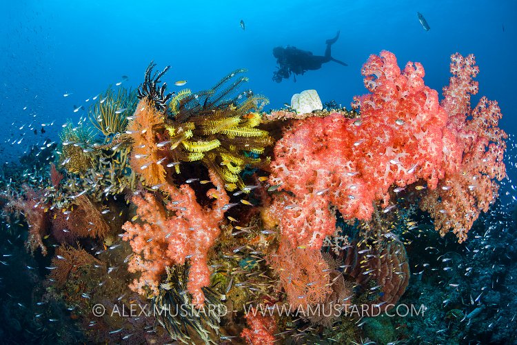Menjangan Reef. Indonesia