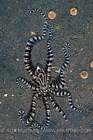 Mimic From Above. Indonesia.