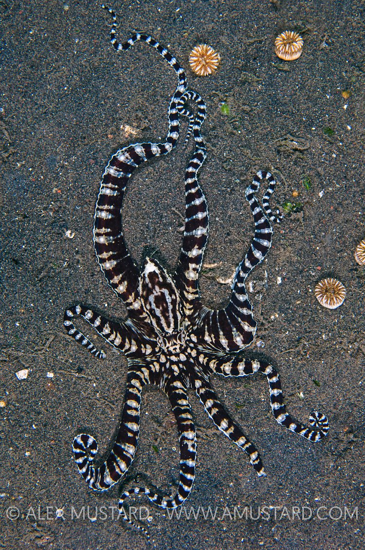 Mimic From Above. Indonesia.