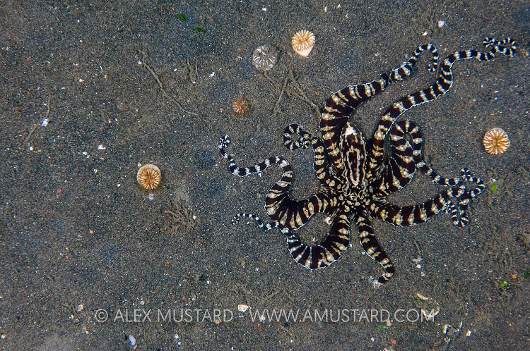 Mimic Octopus. Indonesia