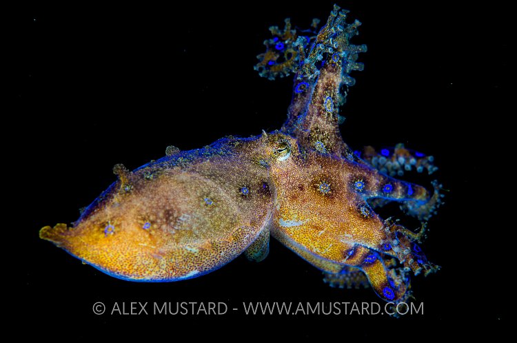 Undescribed Blue Ring. Indonesia.