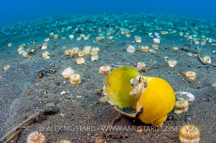 Veined Octopus In Shell. Indonesia.