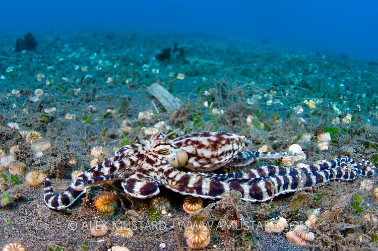 Mimic On The Prowl. Indonesia.