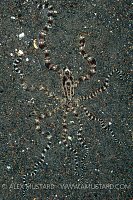 Camouflaged Mimic Octopus. Indonesia