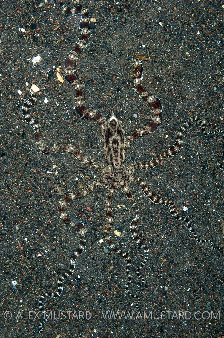 Camouflaged Mimic Octopus. Indonesia