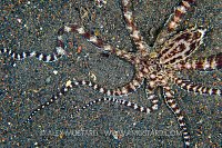Mimic Octopus Portrait. Indonesia.