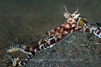 Mimic Octopus Portrait. Indonesia.