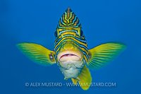 Sweetlips Portrait. Indonesia
