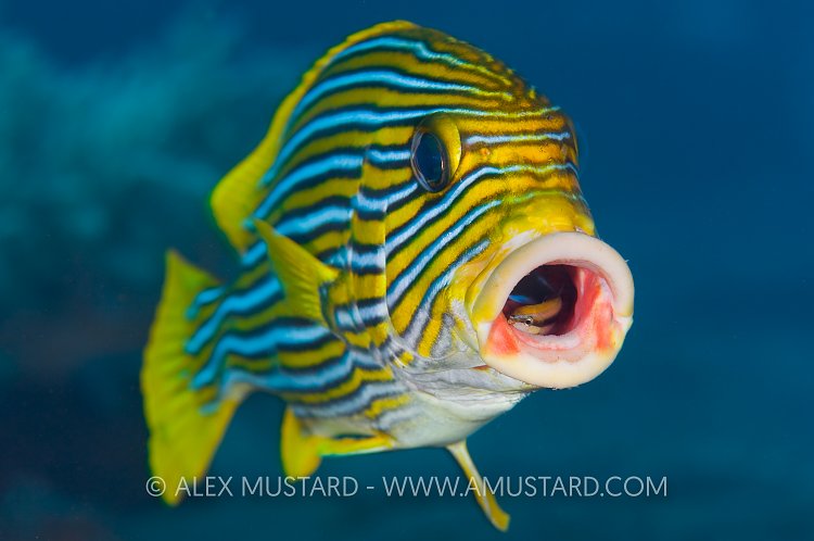 Dentist Wrasse. Indonesia