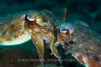 Mating Cuttlefish. Indonesia