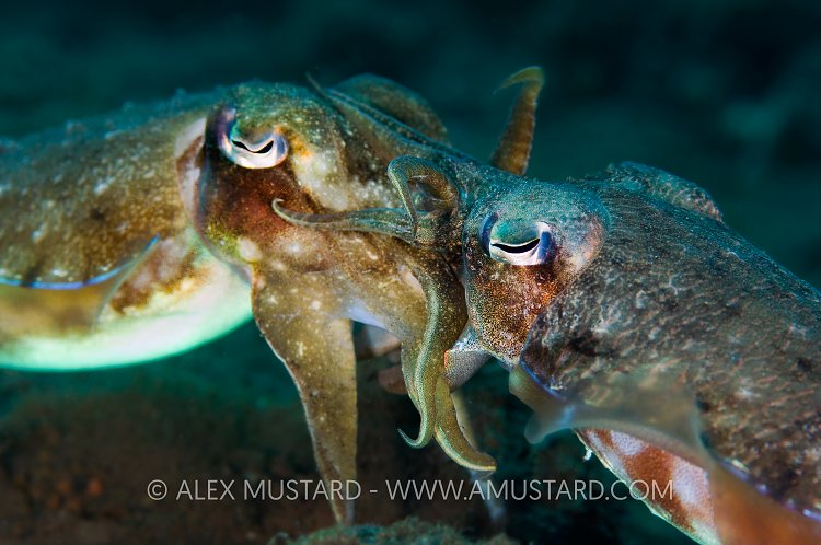 Mating Cuttlefish. Indonesia