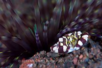 Guardian Crab. Indonesia