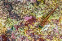 Neon Triplefin On Eggs. Indonesia
