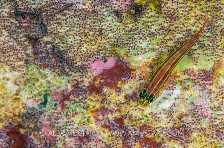 Neon Triplefin On Eggs. Indonesia
