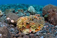 Stonefish Amongst Rocks. Indonesia