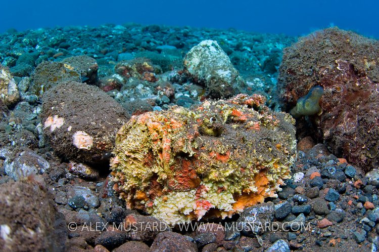 Stonefish Amongst Rocks. Indonesia