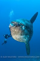 Sunfish Encounter. Indonesia