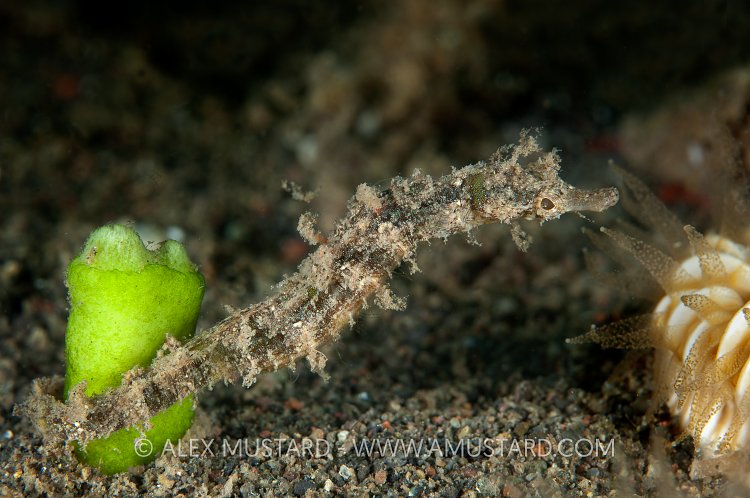 A shortpouch pygmy pipehorse, Bali, Indonesia