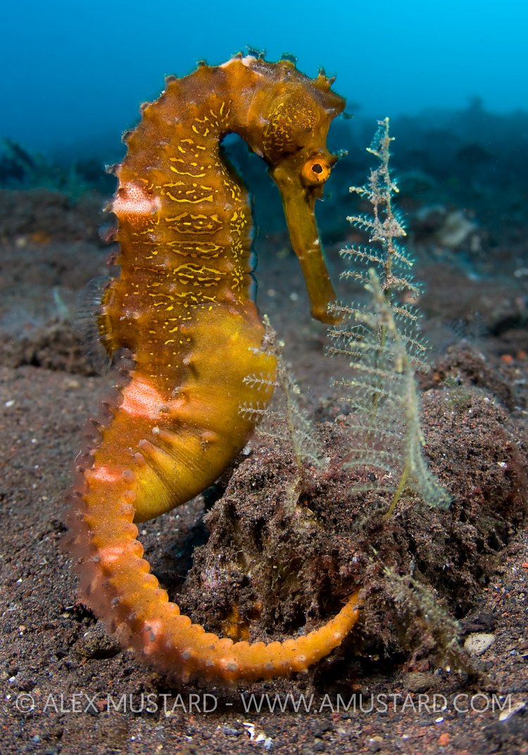 Thorny seahorse. Indonesia