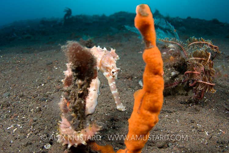 Thorny seahorse. Indonesia.