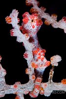 Pygmy seahorse in seafan. Indonesia.