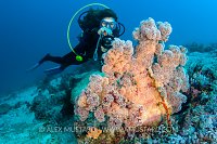 Soft Coral. Indonesia