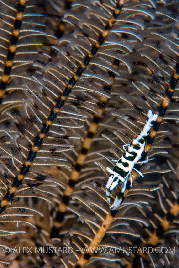 Crinoid Shrimp. Indonesia.