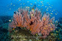 Balinese Reef. Indonesia.