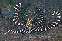 Wonderpus Warning. Bali, Indonesia.