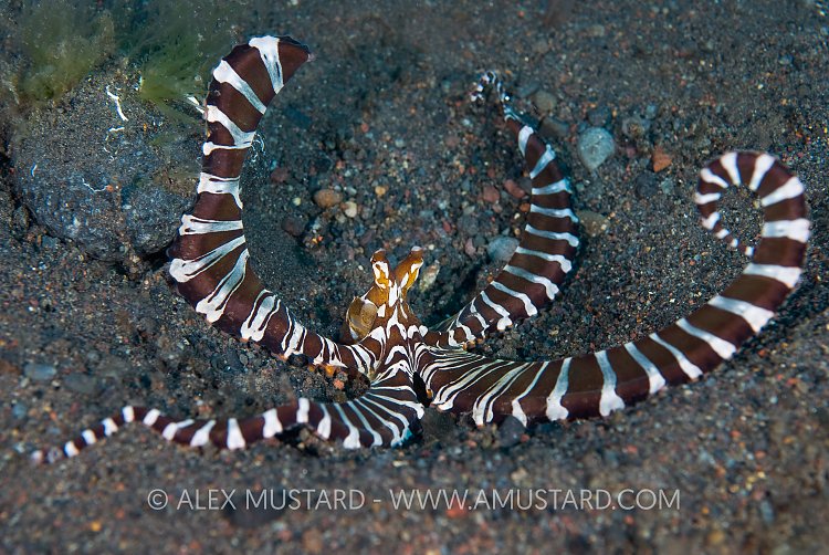 Wonderpus Warning. Bali, Indonesia.