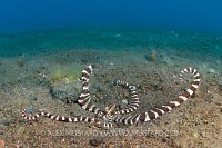 Wonderpus Warning. Bali, Indonesia.