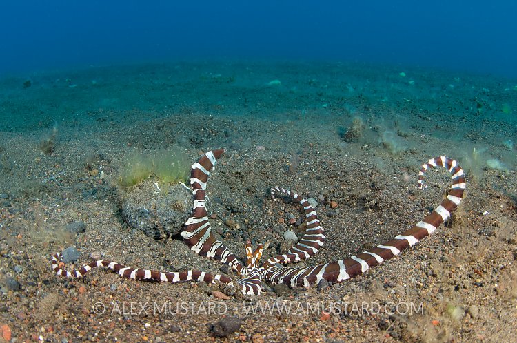 Wonderpus Warning. Bali, Indonesia.