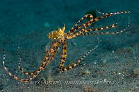 Wonderpus Prowling. Bali, Indonesia.