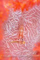 Ghost Goby Fight Or Predation. Indonesia