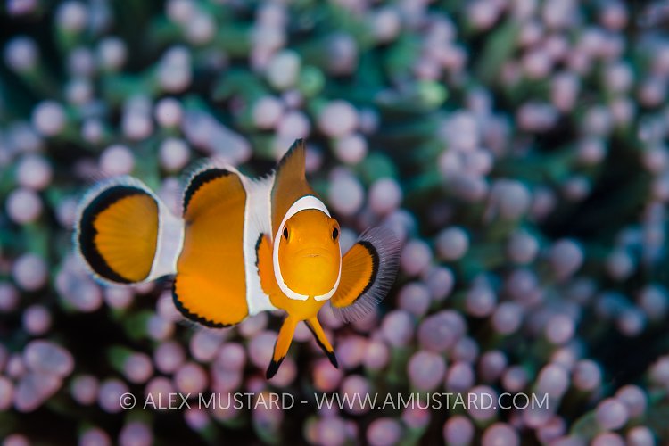 Clownfish On Pink. Indonesia.
